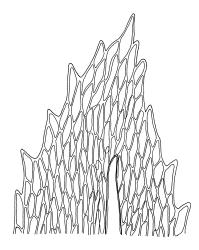 Climacium dendroides, branch leaf apex. Drawn from A.J. Fife 6797, CHR 405507.
 Image: R.C. Wagstaff © Landcare Research 2014 